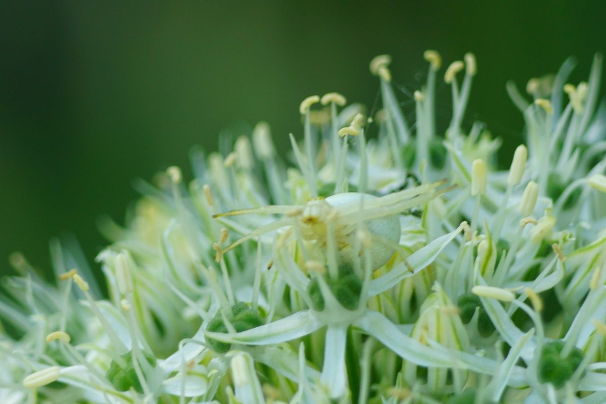 Krabbenspinne auf Zierlauch in weiß