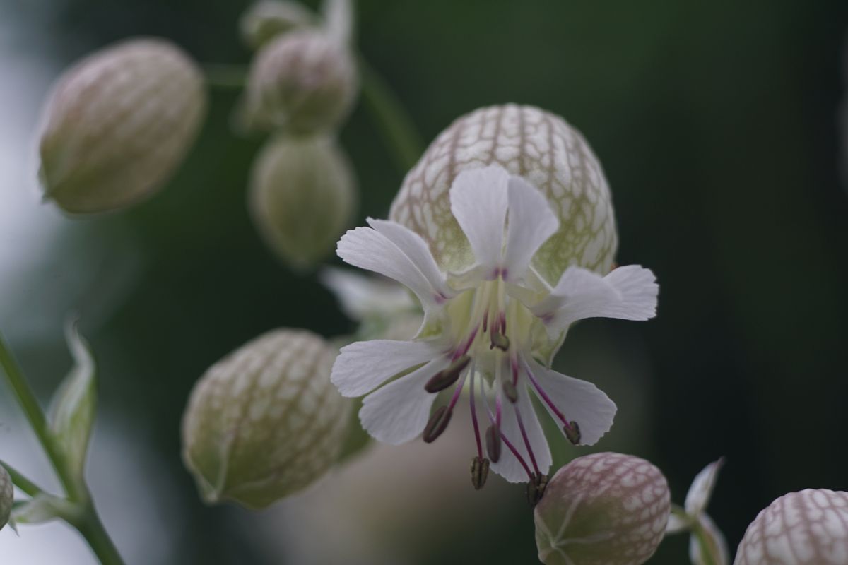 Silene vulgaris