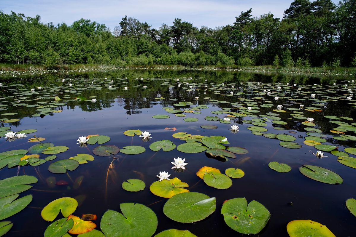 Das "Huilmanns Mörken" ist, ein hochgelegener Moor See, der als Naturdenkmal ausgewiesen ist.