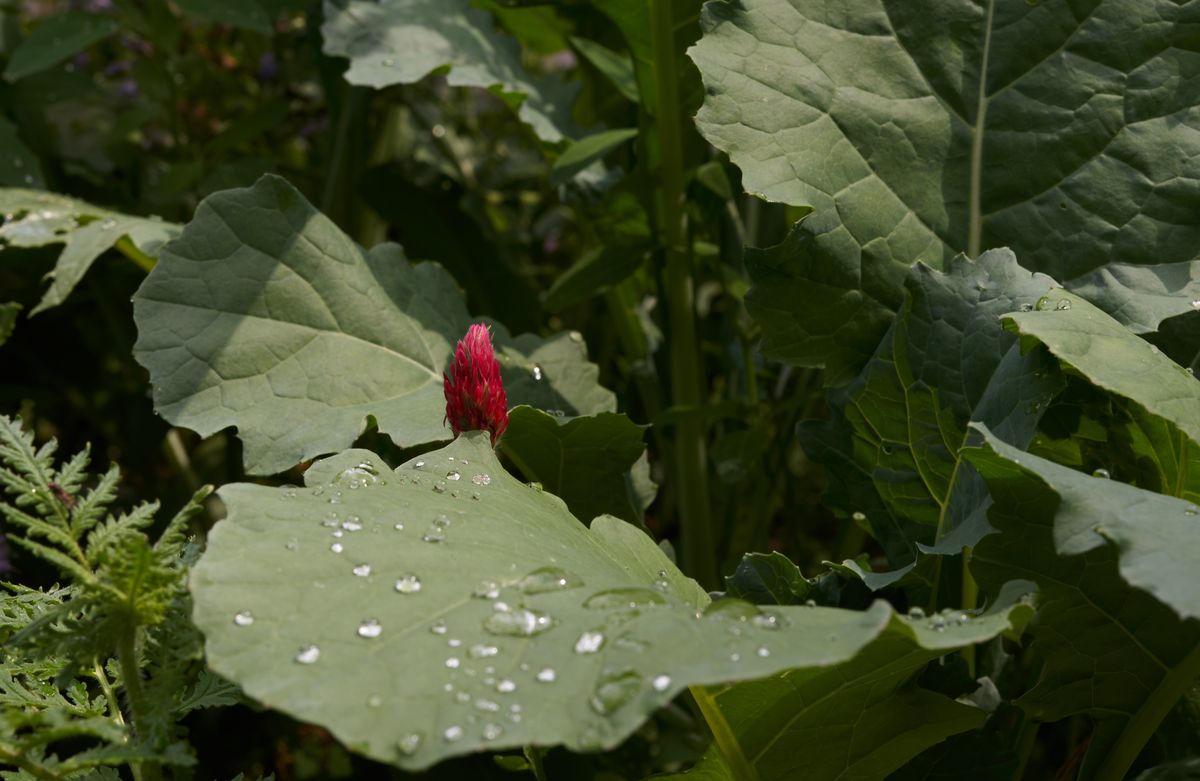 Rote Wildblüte