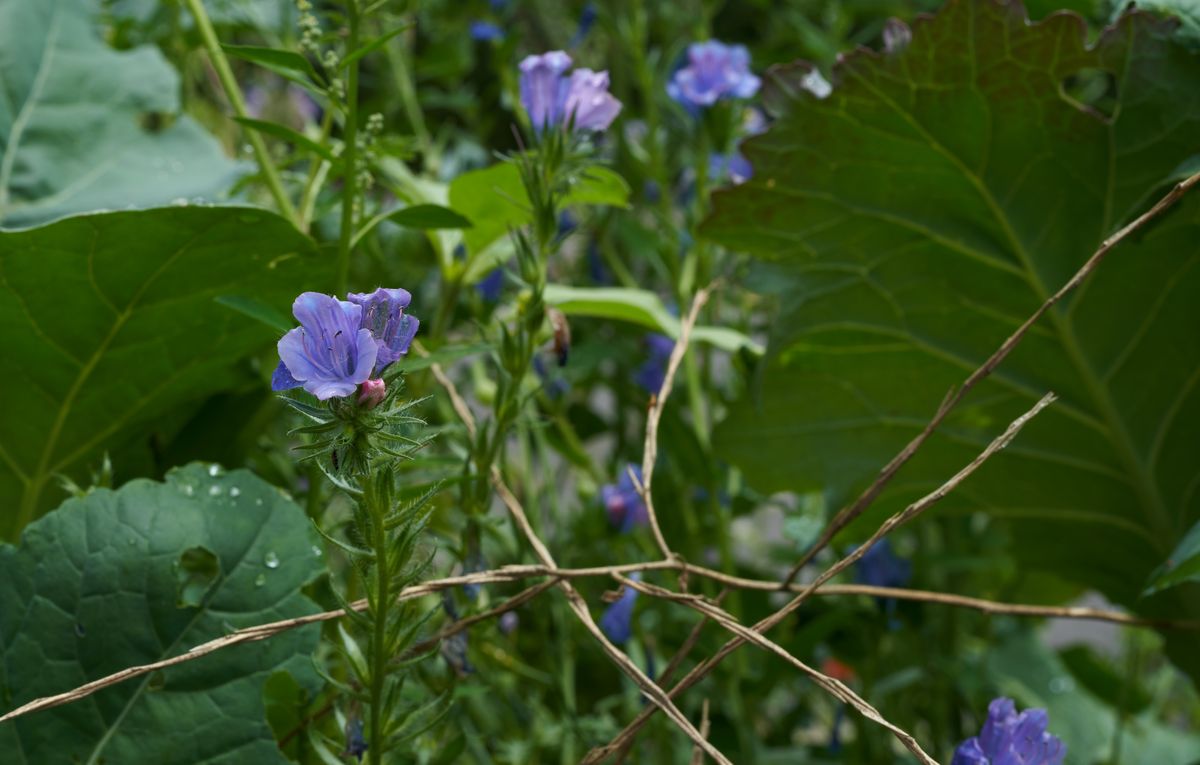 Violette Wildblume