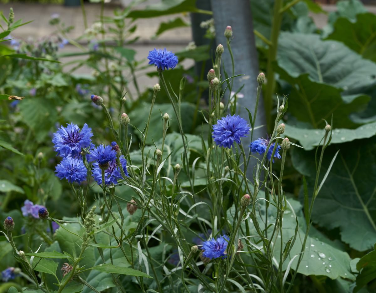 Kornblumen am Straßenrand