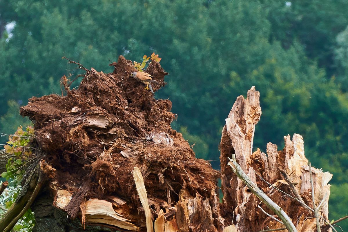 doch sein, die Maus. Turmfalke auf umgestürzten Baum im Ried