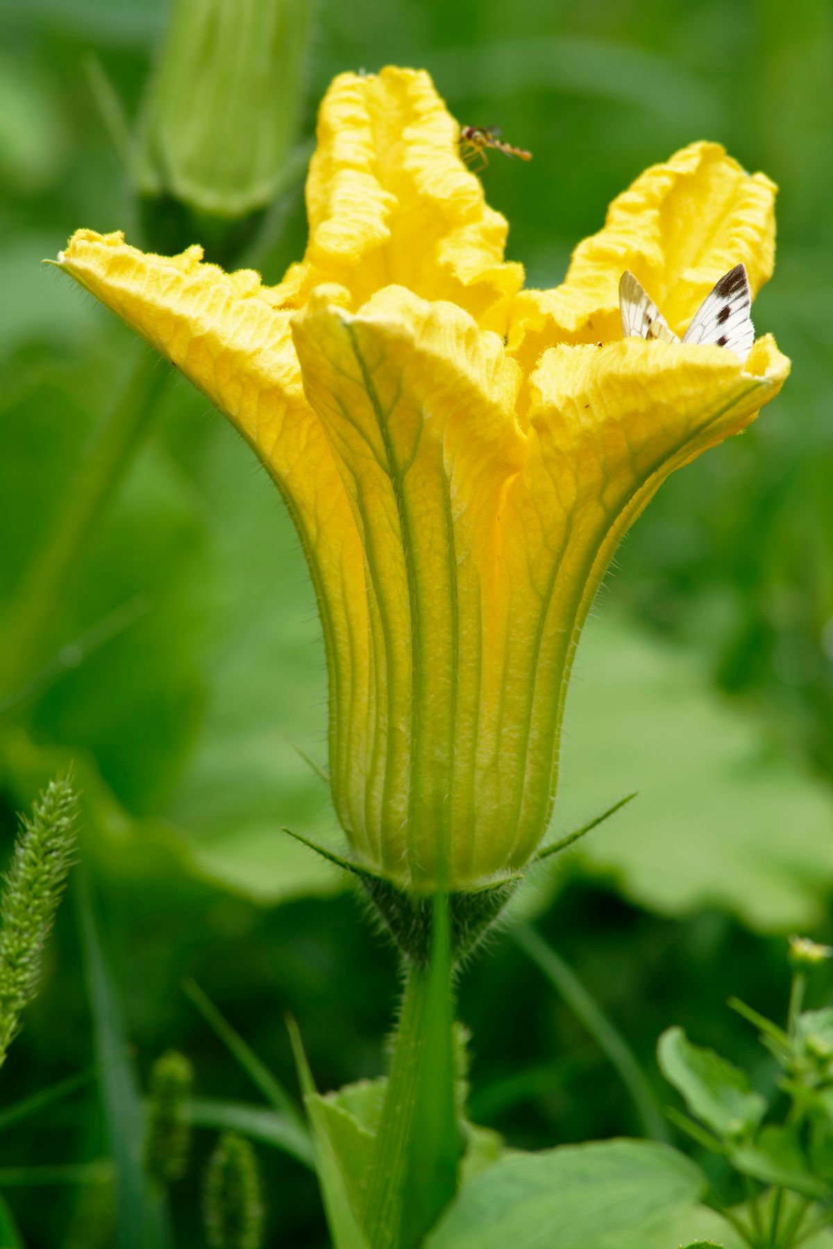 Eine männliche Kürbisblüte, der Wissenschaftlicher Name für Kürbisse lautet : Cucurbita