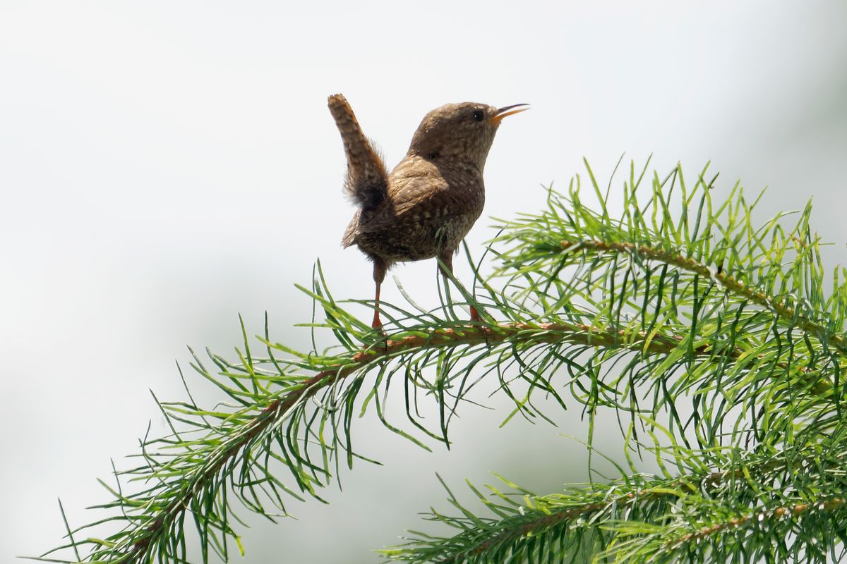 Der Zaunkönig (Troglodytes troglodytes) ist etwa zehn Zentimeter groß und wiegt unter zwölf Gramm, damit ist er der drittkleinste Vogel Europas.