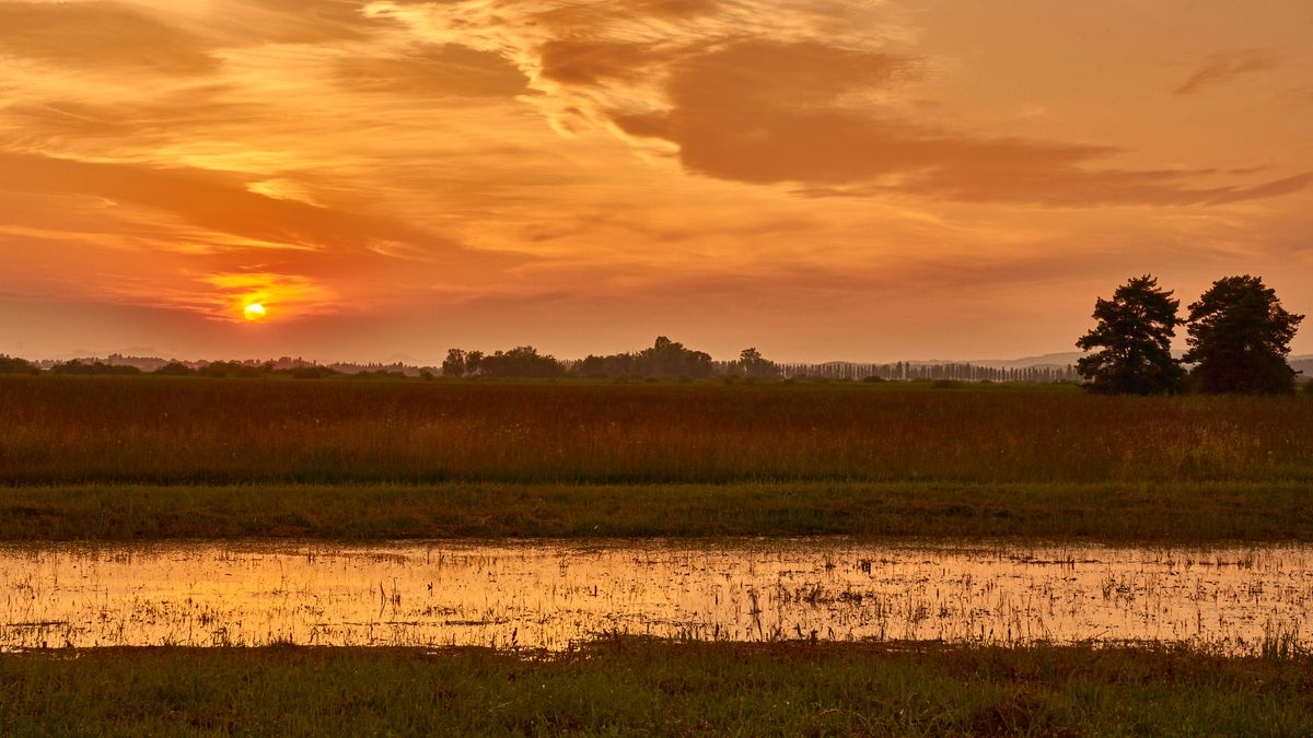 Sonnenuntergang im Ried