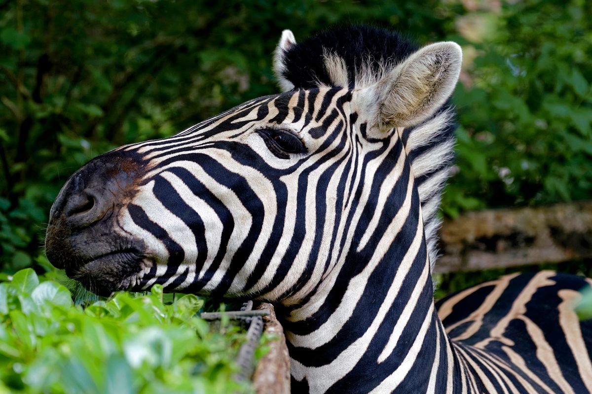 Die Zebras des NaturZoo in Rheine halten auch die Hecken auf die richtige höhe !