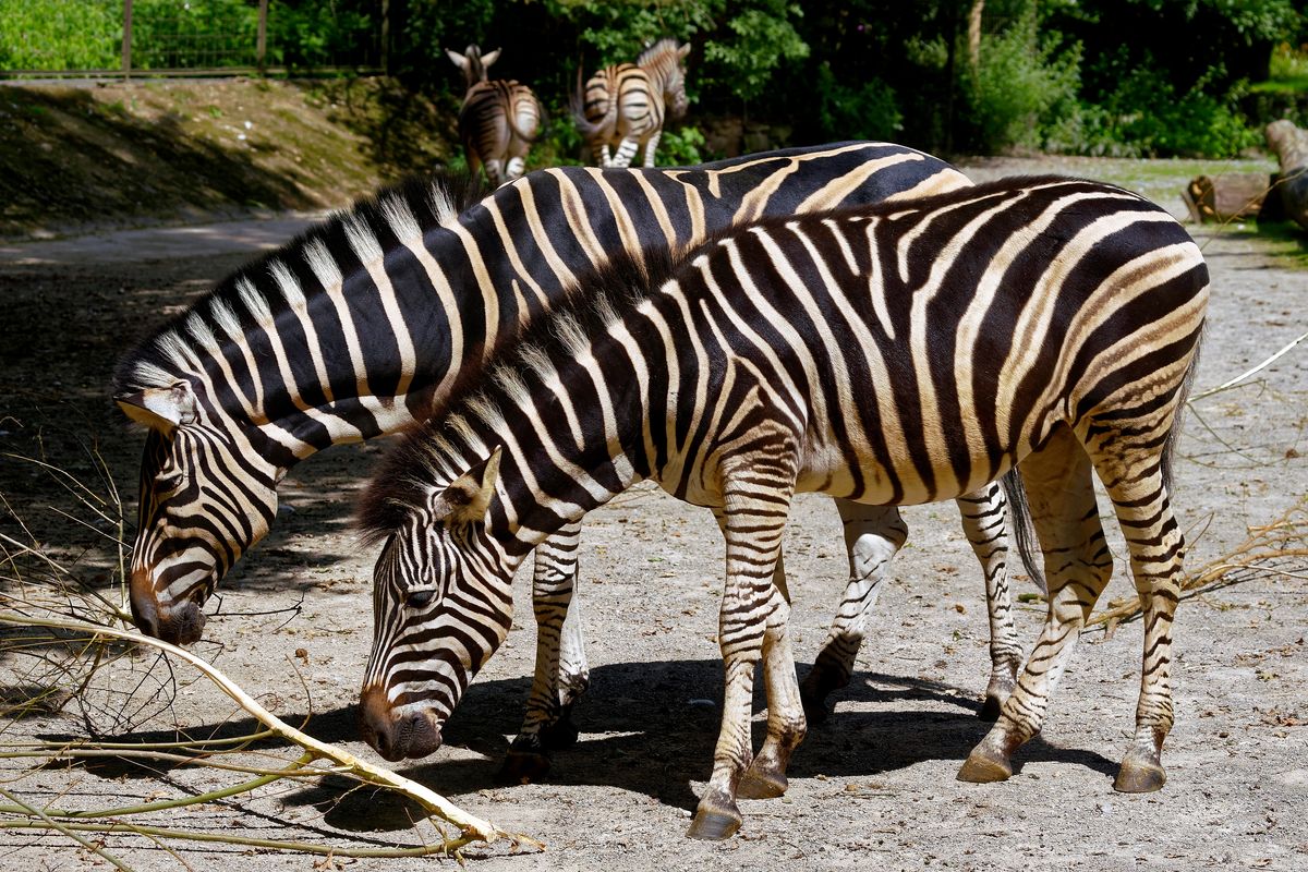 Alle vier Zebras des NaturZoo, in Rheine