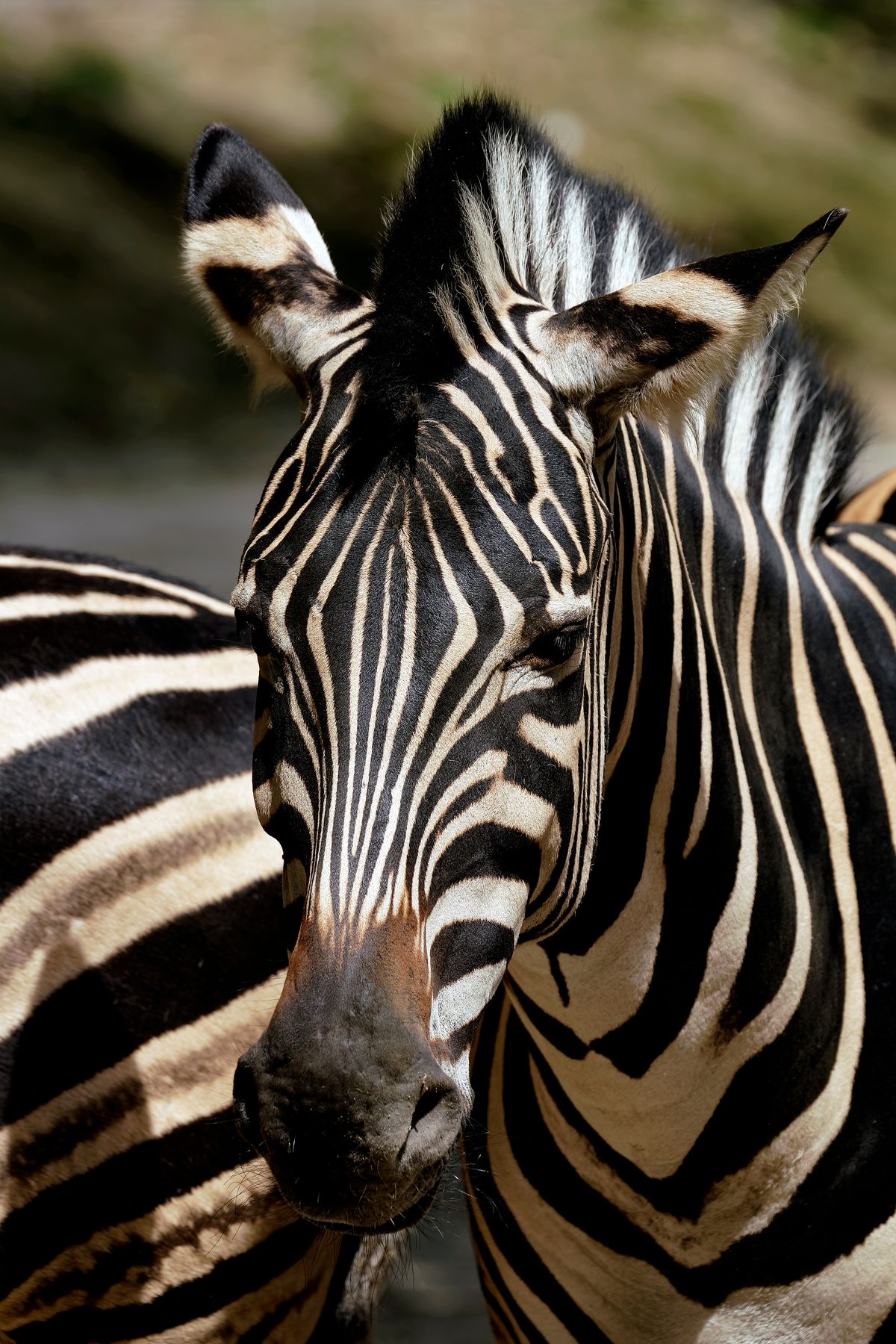 Zwei Zebras, des NaturZoo in Rheine