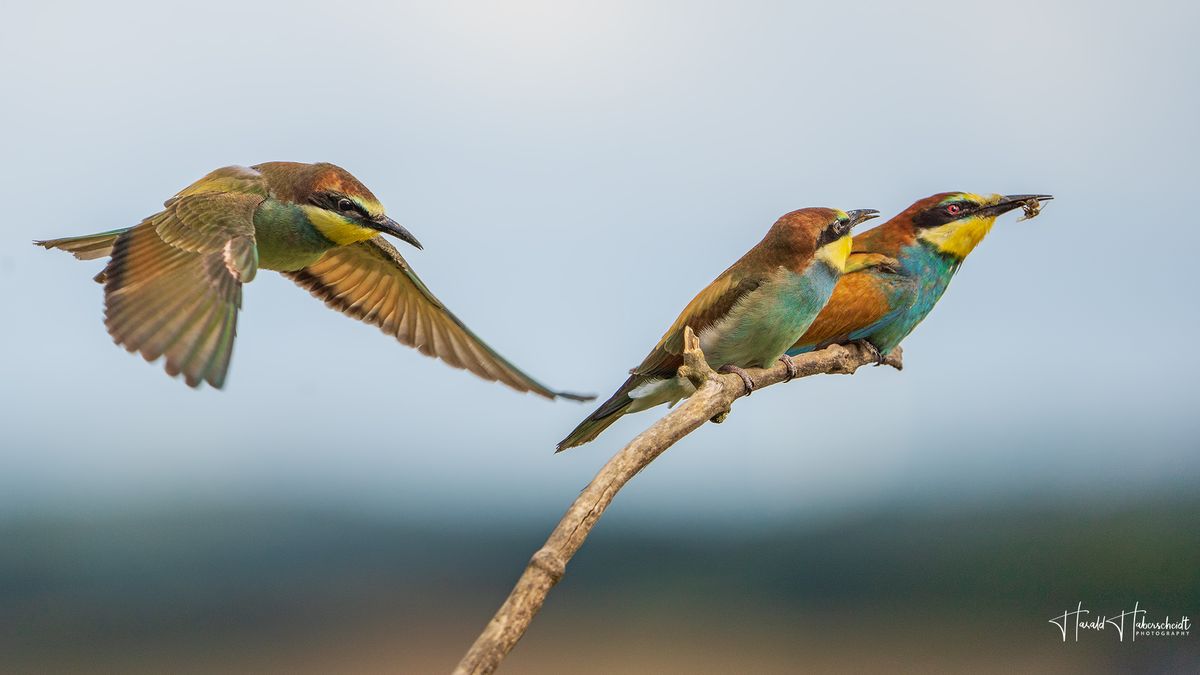 Das Interesse au Futter ist immer noch groß, auch wenn die beiden Jungen schon selbst  zur Jagd fliegen