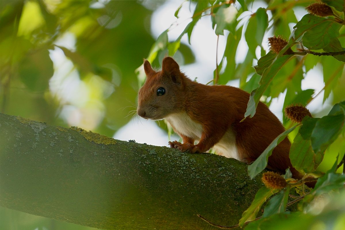 Eichhörnchen beim Frühstück in einer Rotbuche