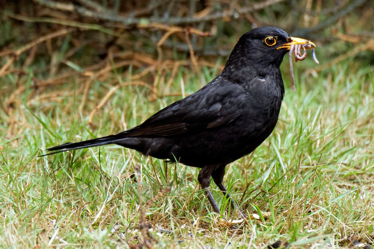 Eine Amsel (Turdus merula) oder Schwarzdrossel, sammelt Nahrung für ihre Nachkommen in heimischen Garten.