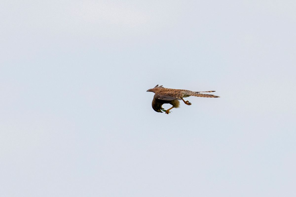 Turmfalke frisst grünes Heupferdchen im Flug