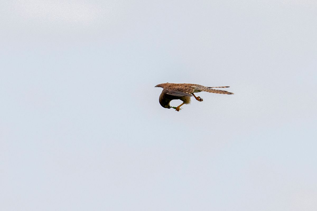 Turmfalke frisst grünes Heupferdchen im Flug