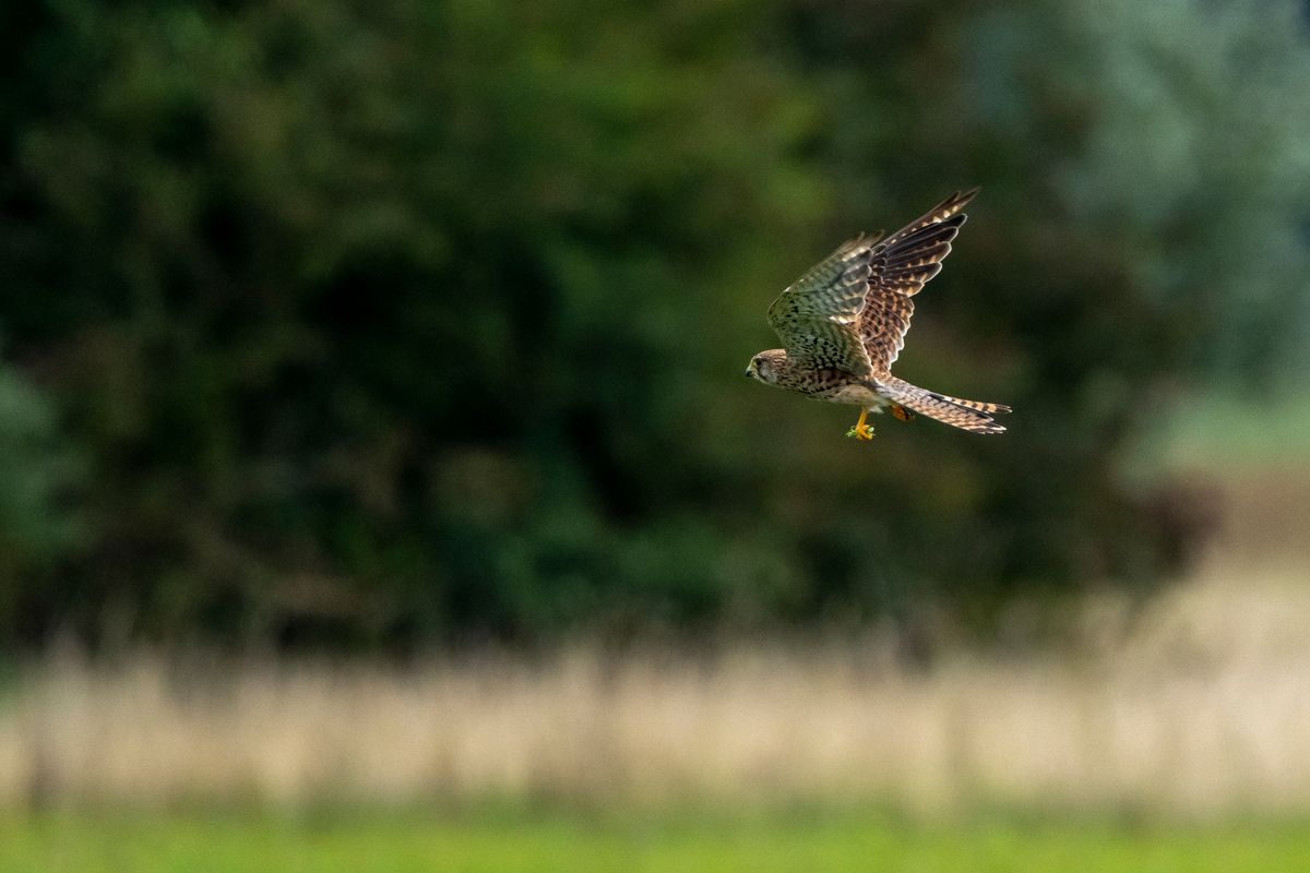 Turmfalke mit grünem Heupferdchen im linken Fang