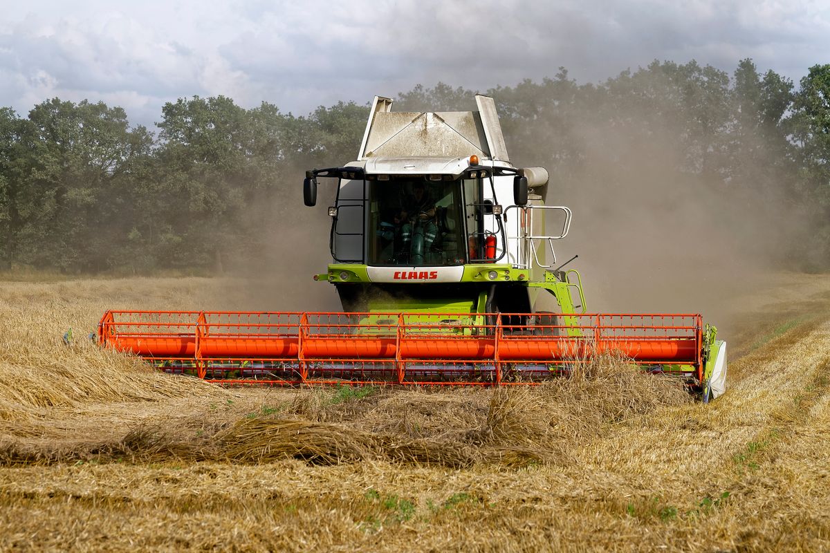 Ein CLAAS Mähdrescher von Typ LEXION 580, erntet mit seinem 9m breiten Schneidwerk ein Roggenfeld ab.