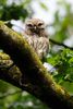 Der Steinkauz wurde 2021 zum Vogel des Jahres in der Schweiz gekürt. In Bild einer von zwei Jungvögel, die bei uns groß geworden sind.