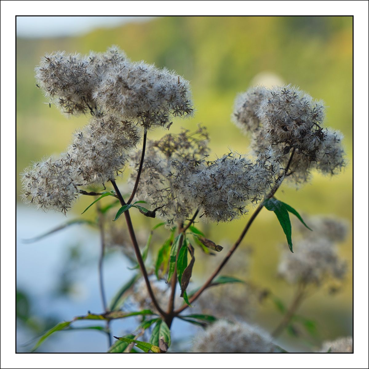 Pusteblume, oder was?