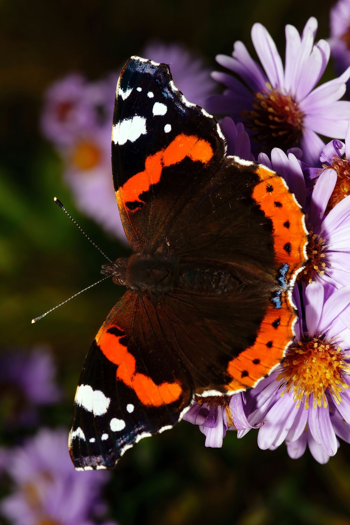 Der Admiral (Vanessa atalanta) ist ein Tagfalter und gehört zu der Familie der Edelfalter