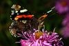 Ein Admiral (Vanessa atalanta) beim Saugen von  Nektar aus eine Blüte