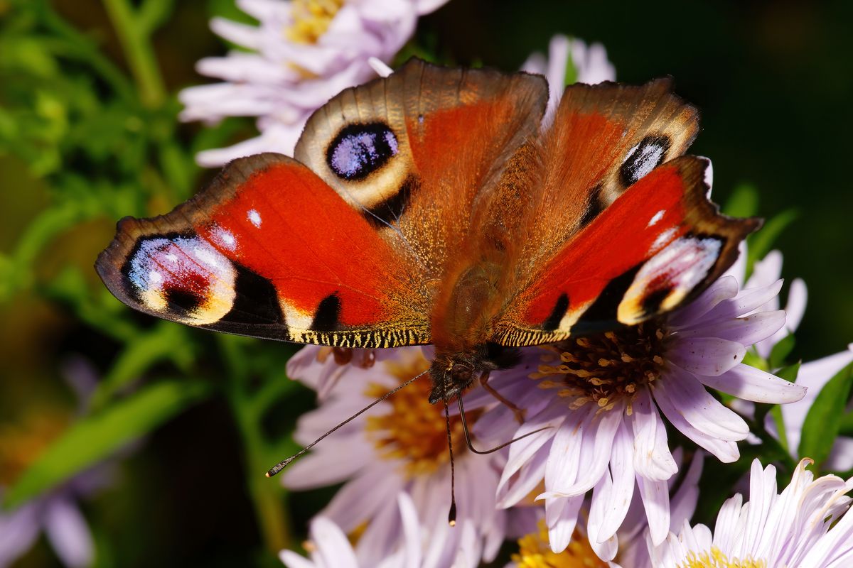 Tagpfauenauge Part 3 / In Jahr 2009 wurde das Tagpfauenauge zum Schmetterling des Jahres gewählt. Das Bild entstand mit ein Minolta 2.8/100 mm Macro aus dem 80er Jahre bei eine ISO Geschwindigkeit von 80, Verschlusszeit: 1/400 Sekunde, Blende 13, ein Blitz mit aufgesetzten Diffusor wurde ausgelöst.