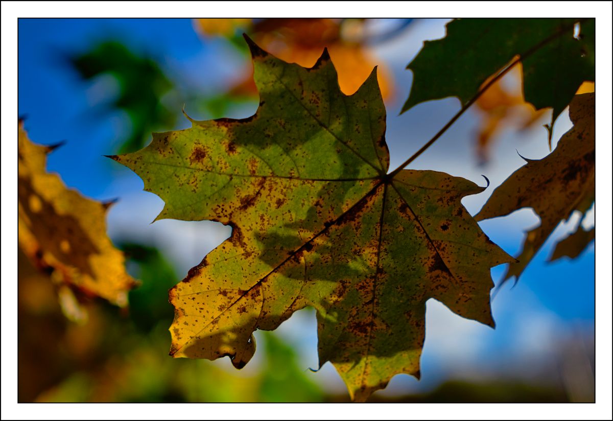 Herbstblatt!