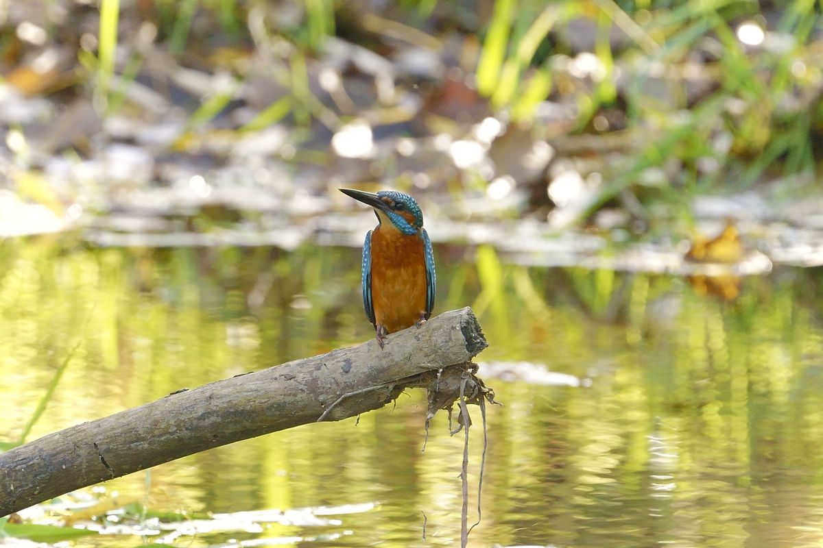 Eisvogel - King Fisher