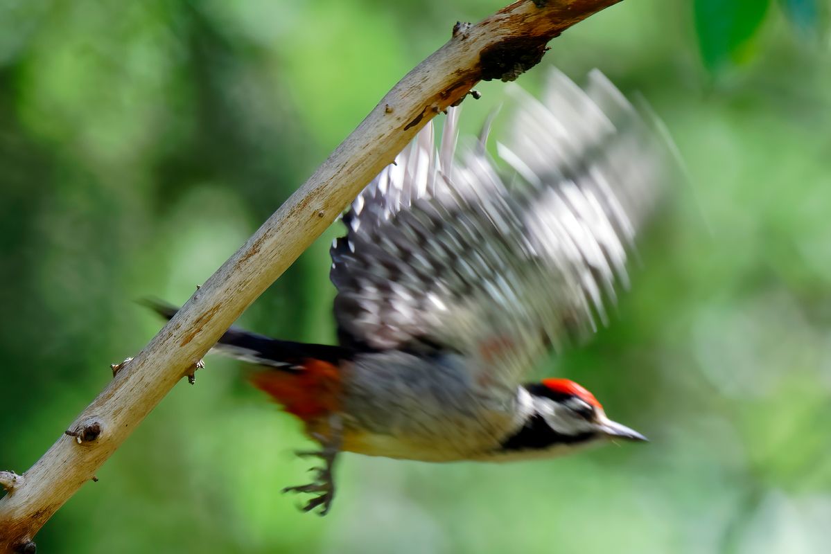 Dieser Buntspecht macht "Unvorgesehen" einen Abflug !