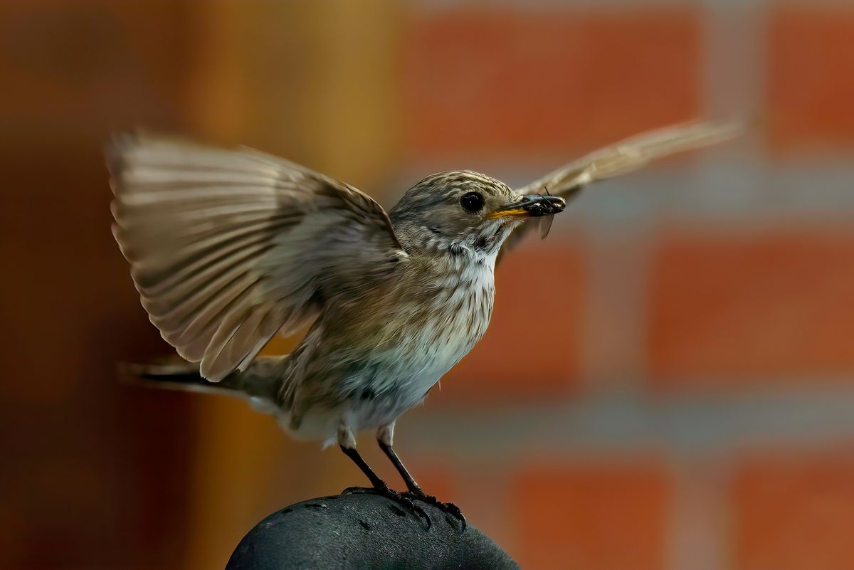 Ein Grauschnäpper, hat ein paar Insekten, als Nahrung für ihre Nachkommen gefangen. Das Bild wurde in APS-C Modus mit einer Alpha α99II und angesetzten Tamron SP 150-600mm bei 600mm aufgenommen. Entspricht eine Äquivalenten Brennweite von 900mm. Weitere Exif-Daten: Belichtungsprogramm: M, ISO: 400, Verschlusszeit: 1/500 Sek. und die Blende war 7.1