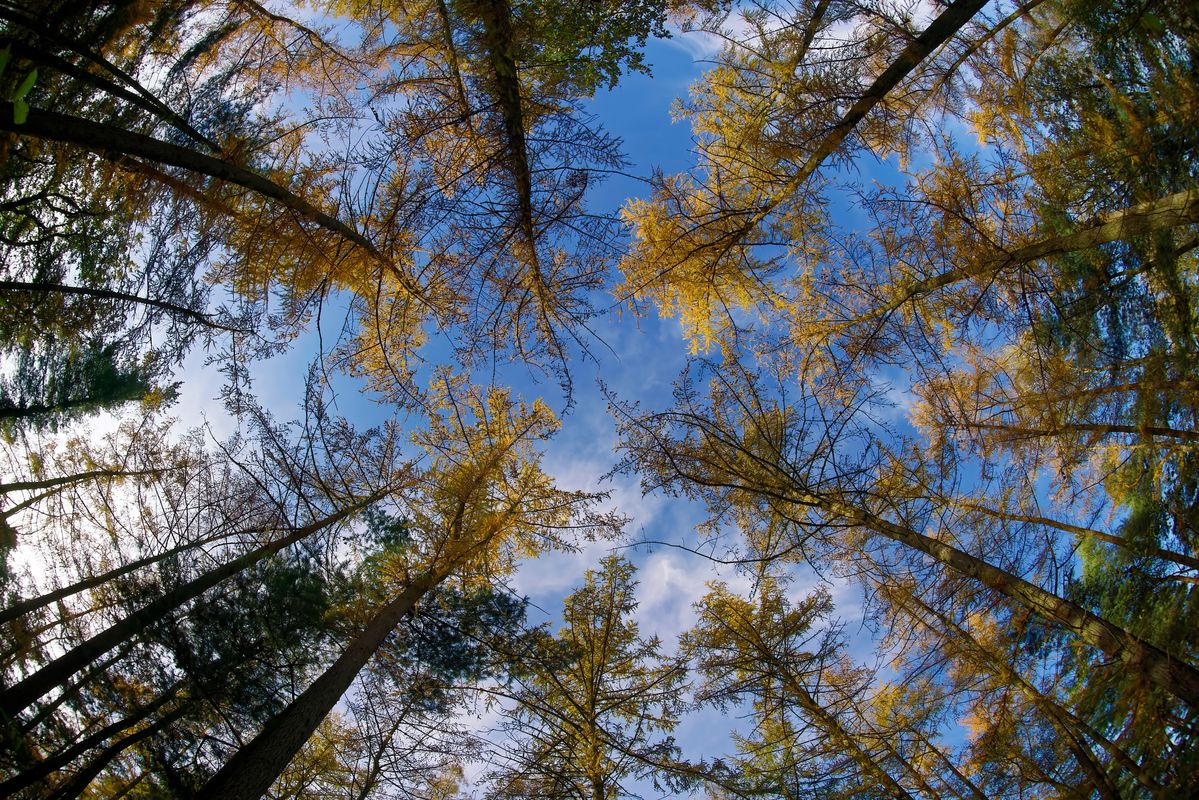 Der Herbst in Jahr 2021 / Diese Gold Lärchen, wurden in Outback von Schapen aufgenommen