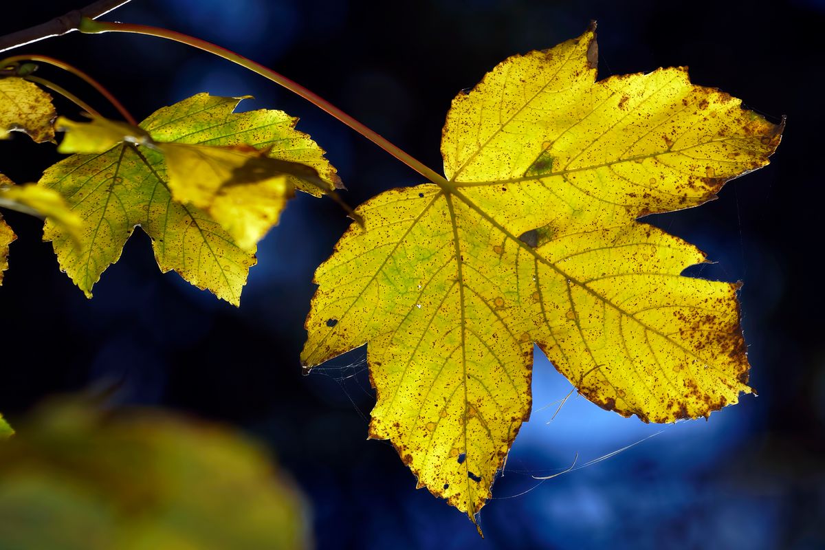 Der Herbst in Jahr 2021 / Ahorn Blätter werden von der tiefstehende Herbst Sonne durchflutet / Location: Schapen