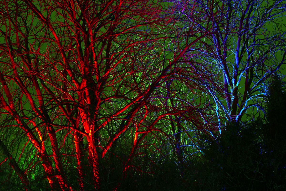 Bäume im Kunstlicht 