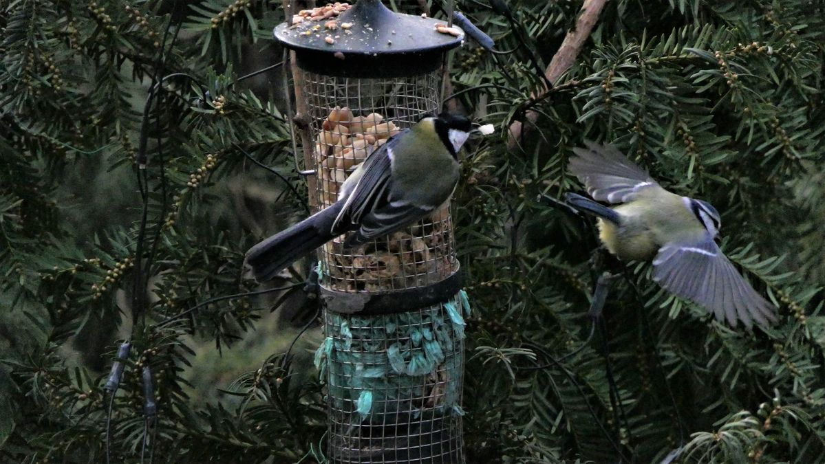 Blaumeise im Flug und Kohlmeise guckt hinterher.JPG