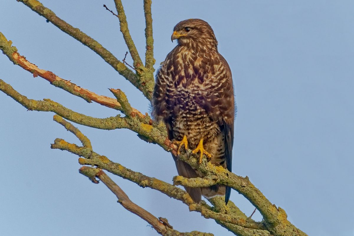 Mäusebussard