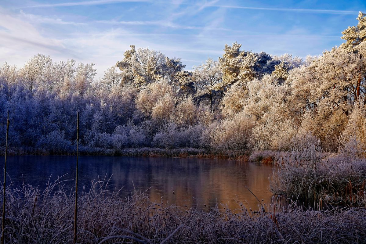 Der Winter in Jahr 2021 / Das "Huilmanns Mörken" ist, ein hochgelegener Moor See, der als Naturdenkmal ausgewiesen ist. Dieser See war  in Dezember 2021 für ein paar Tage Zugefroren und Pflanzen wurden von Raureif Weiß eingepackt.