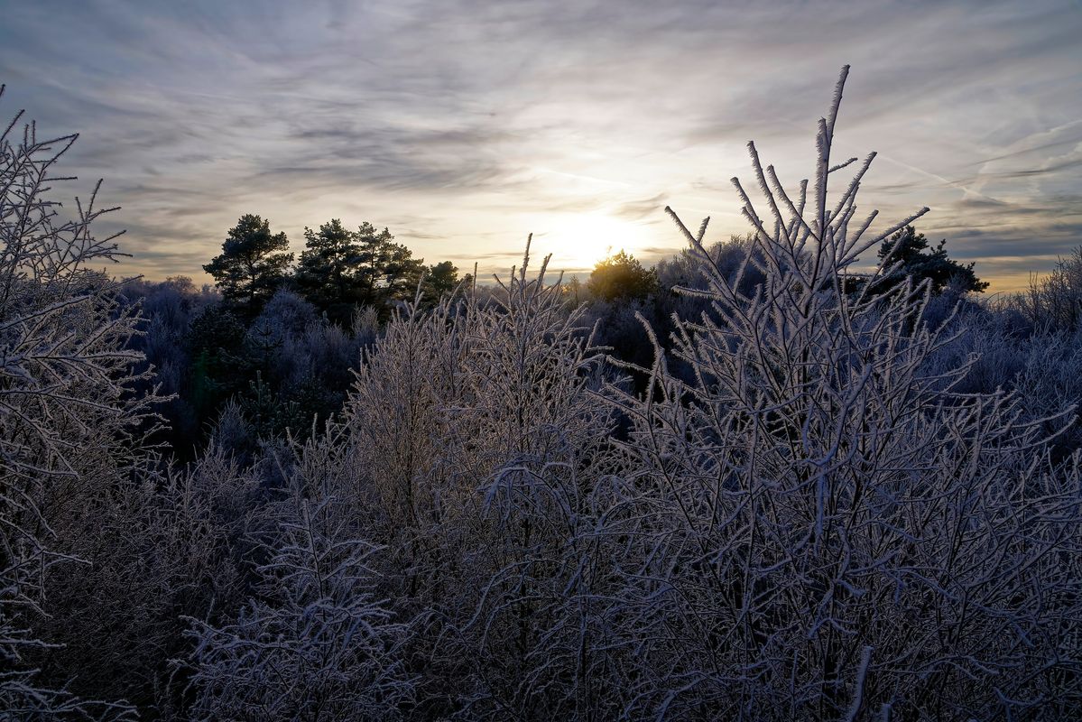 Der Winter in Jahr 2021 / Auf den ersten Blick nicht erkennbar, dass Naturschutzgebiet Speller Dose ist eigentlich ein Hochmoor, das leider immer noch durch andauernde Entwässerungsmaßnahmen, Dränagen in Angrenzenden Ackerflächen  weiter zerstört wird.