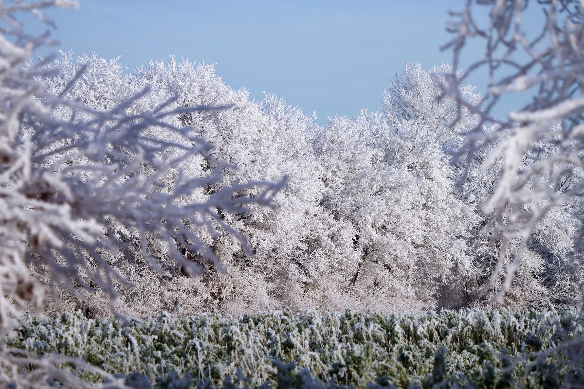 Der Winter in Jahr 2021 / Eine mit Raureif eingehüllte Baumlandschaft, in den Winterlichen Outback von Schapen