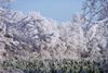 Der Winter in Jahr 2021 / Eine mit Raureif eingehüllte Baumlandschaft, in den Winterlichen Outback von Schapen