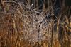 Ein mit Raureif benetztes Spinnennetz, in den Winterlichen Outback von Schapen