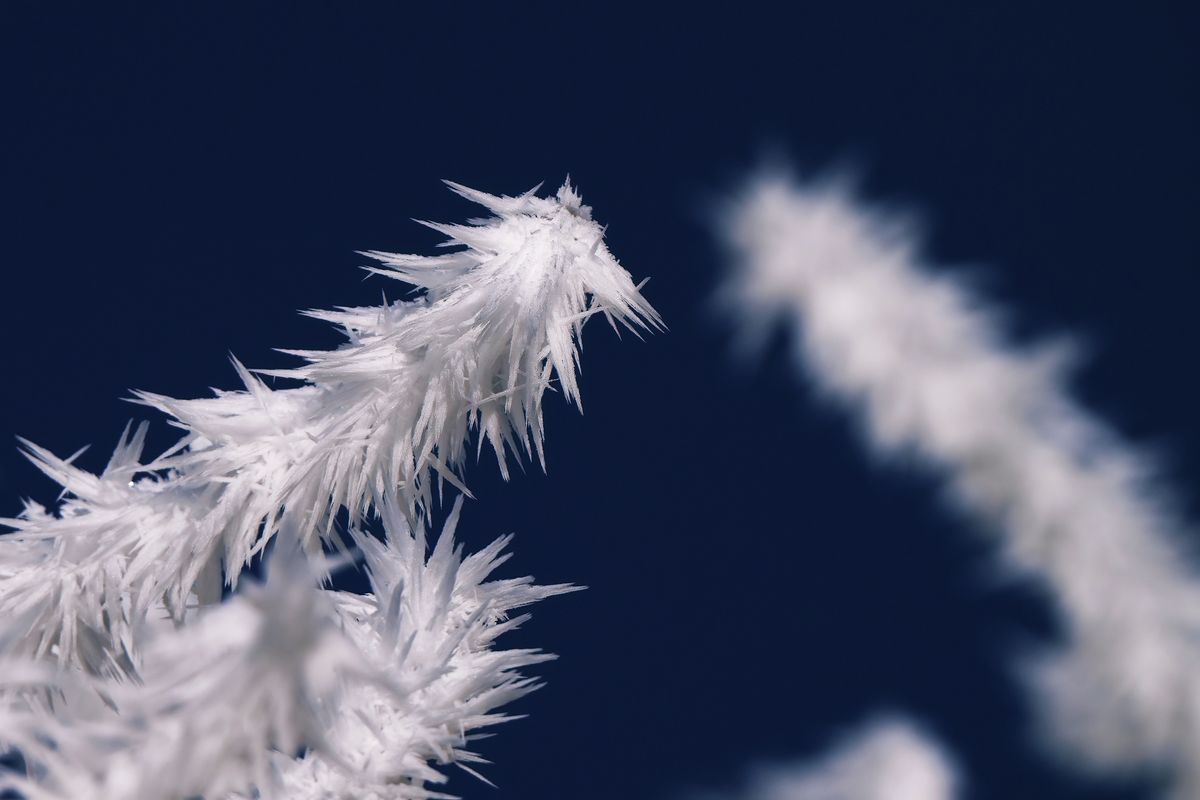 Ein mit Raureif benetzter Zweig, in den Winterlichen Outback von Schapen