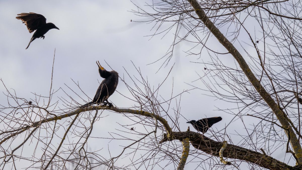 Lästige Krähen gegen Kormoran