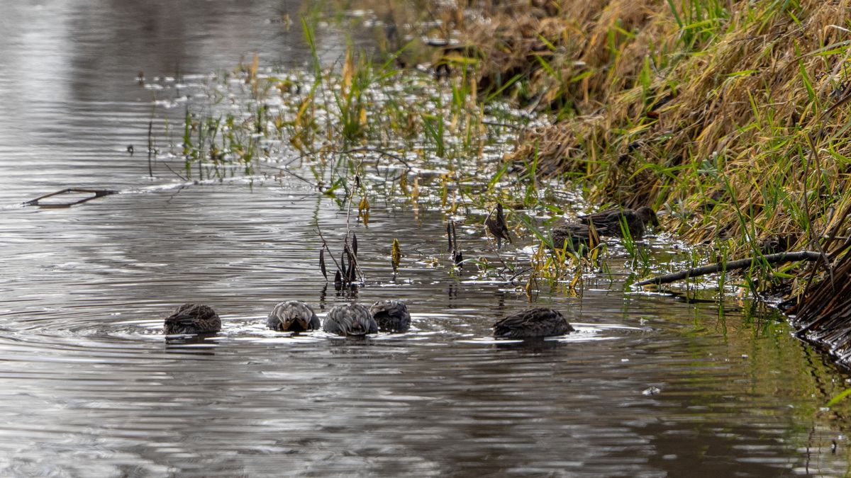 äh, ins Wasser natürlich! Krickenten beim Gründeln.