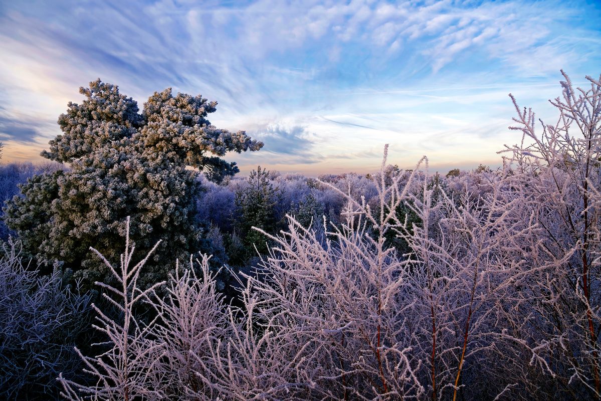 Der Winter in Jahr 2021 / Nicht auf den ersten Blick erkennbar, das auf diese Aufnahme ein Hochmoor abgebildet  ist. Leider wurde durch Entkusselungsmaßnahmen eine Renaturierung verhindert, da in der Folge die moortypischen Pflanzen wie Wollgräser oder die Bult-Schlenken-Komplexe mit Sträuchern überwuchert wurden. Auf eine Wiedervernässung sind die Verantwortlich bis heute nicht gekommen.