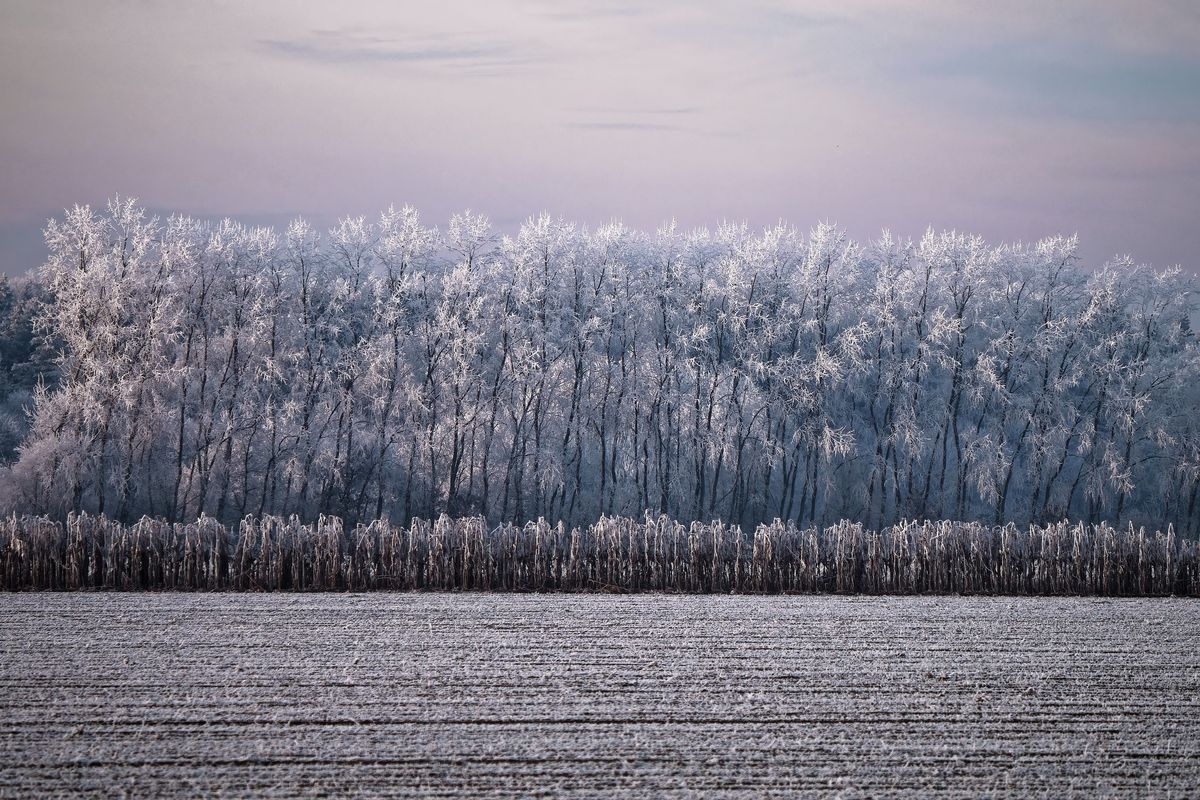 Der Winter in Jahr 2021 / Eine Winterliche  Landschaft mit Raureif bedeckten Bäumen in Schapen.