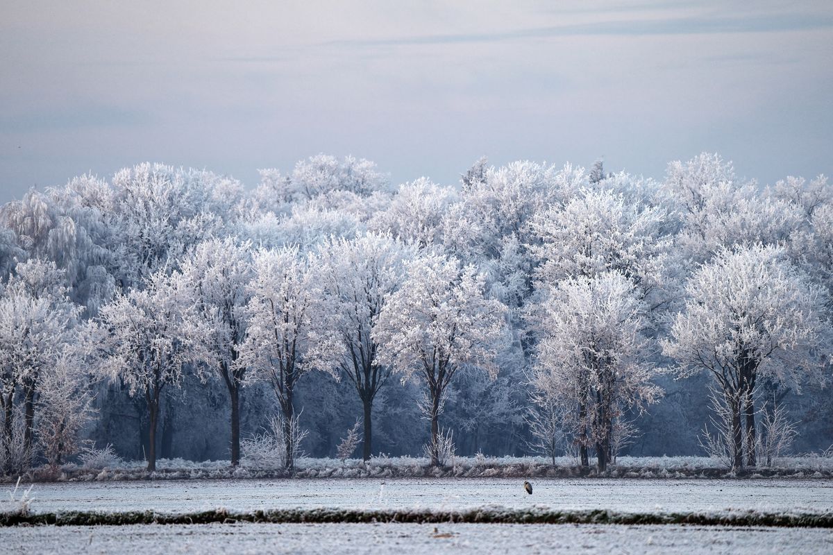 Der Winter in Jahr 2021 / Eine Winterliche  Landschaft mit Raureif bedeckten Bäumen in Schapen. Wenn man genau hinsieht, ist ein Fischreiher zuerkennen.