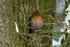 Ein Amsel Weibchen, bin mir aber nicht zu 100 Prozent sicher