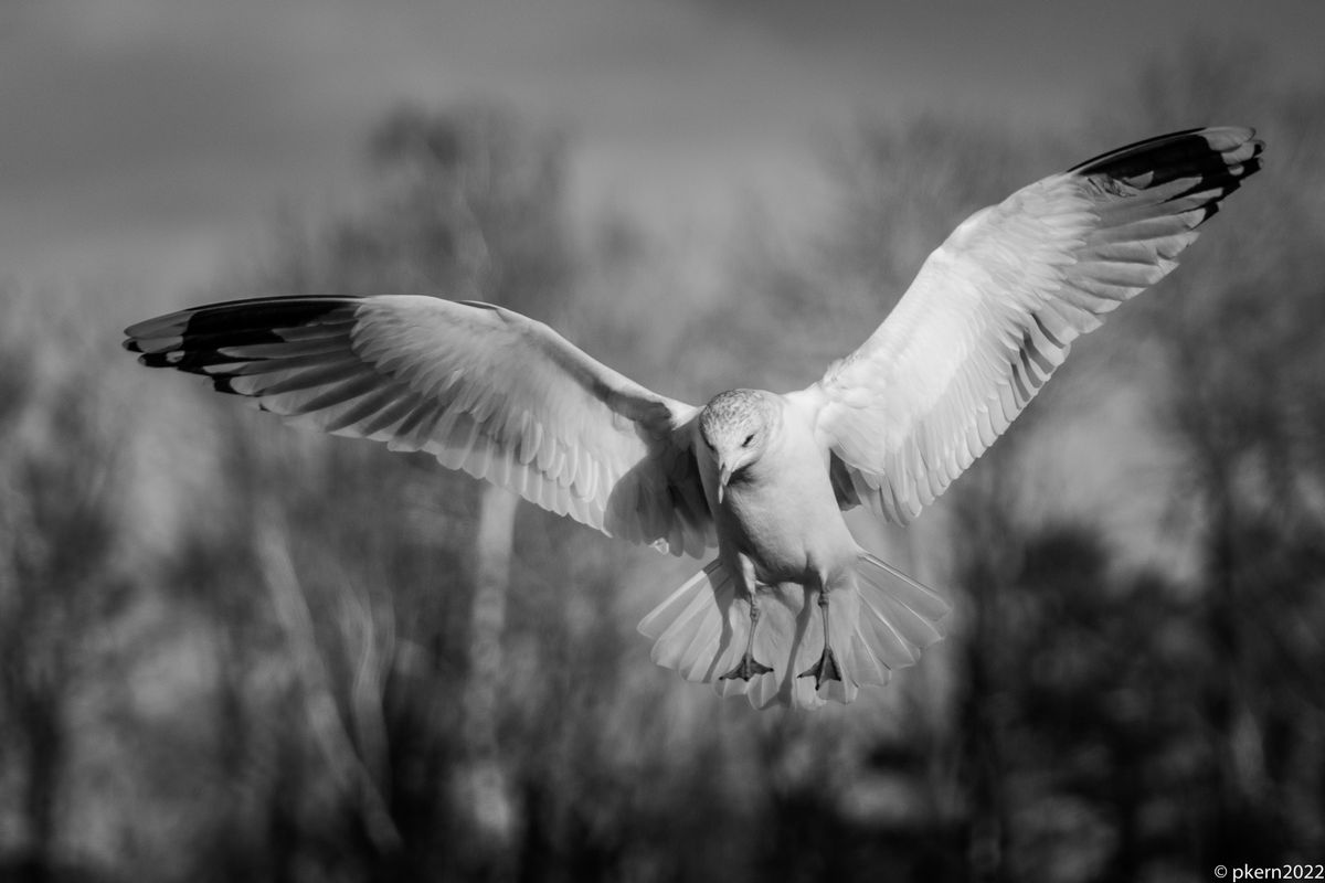 Möwe landing (1 von 1).jpg