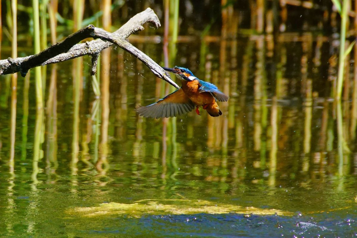 eisvogel auftauchen4.JPG