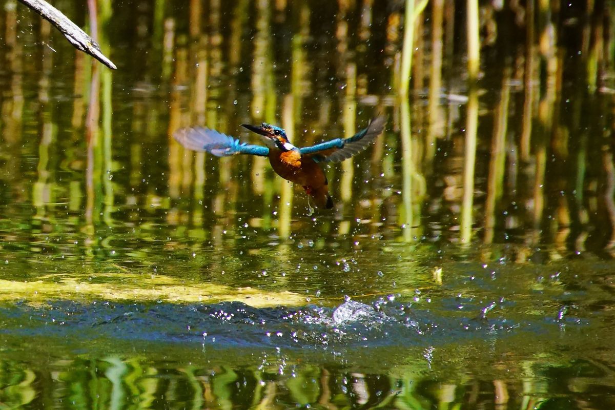 eisvogel auftauchen 3.jpg