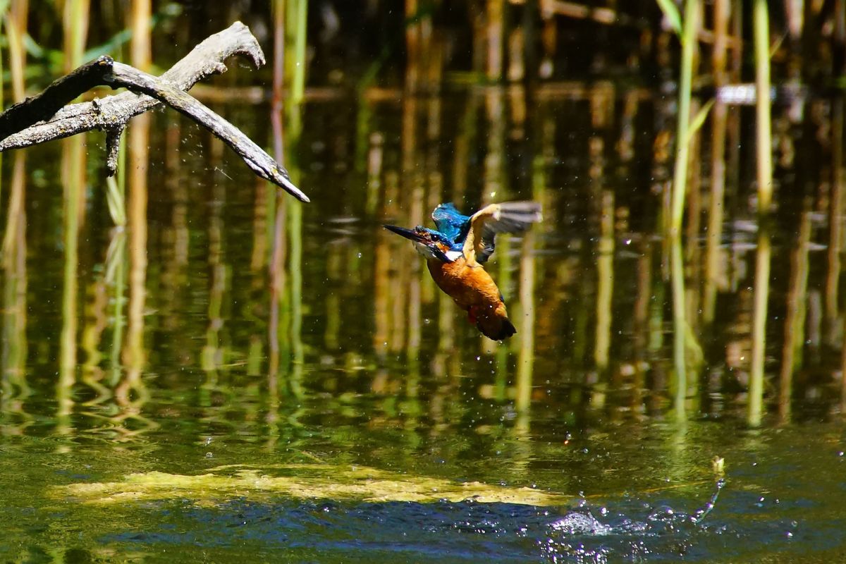 eisvogel auftauchen 2.jpg